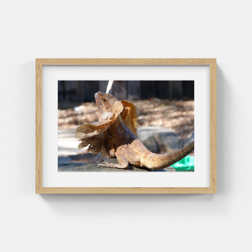 Animal Photos #044