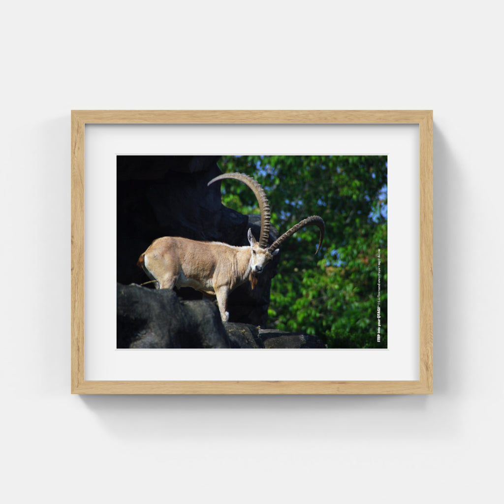 Animal Photos #041