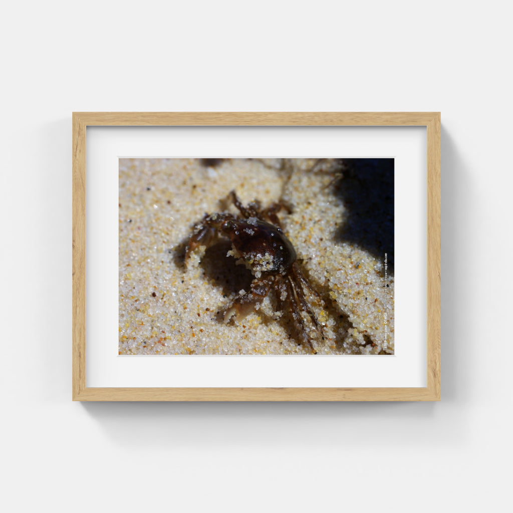 Animal Photos #007