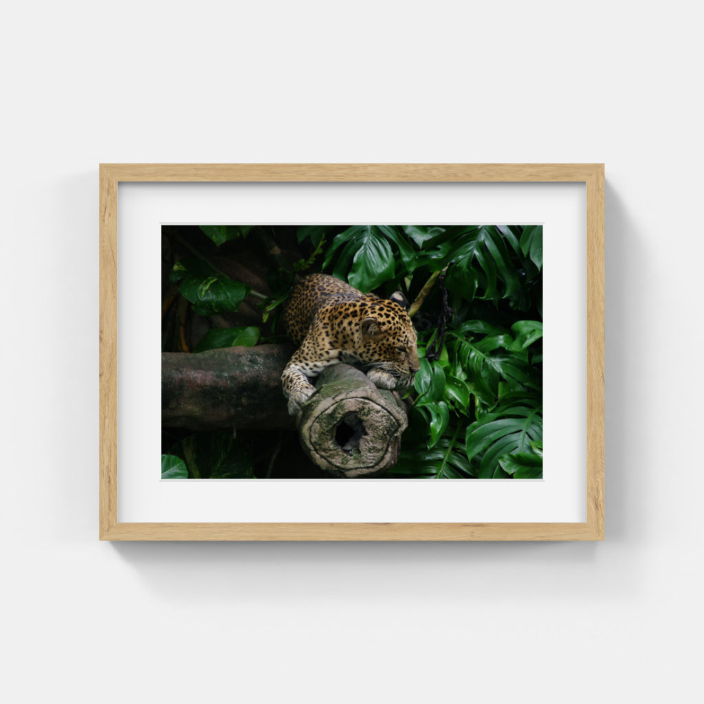 Animal Photos #045