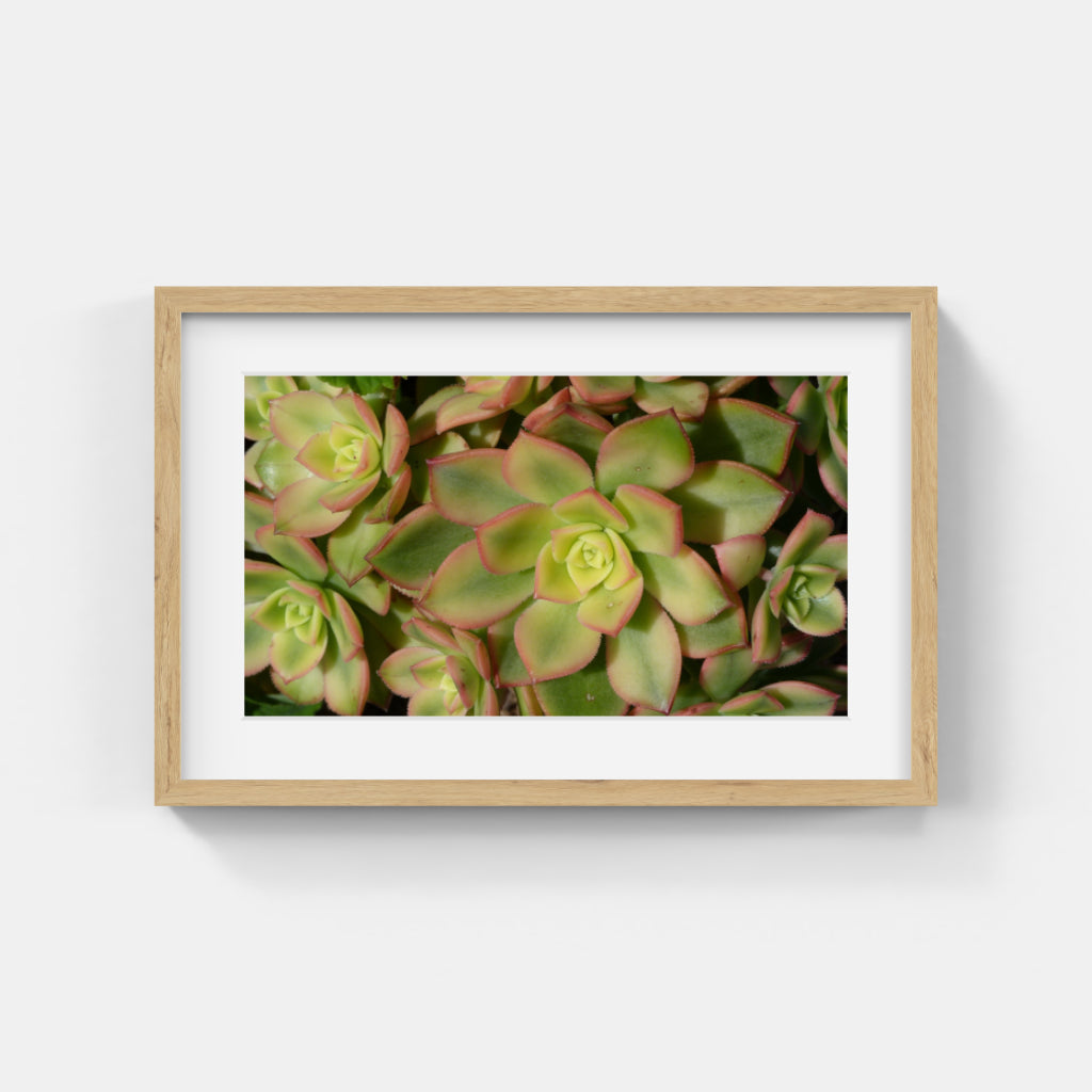 Nature Photos #126